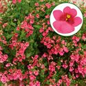 Bild von Diascia P12 Rose